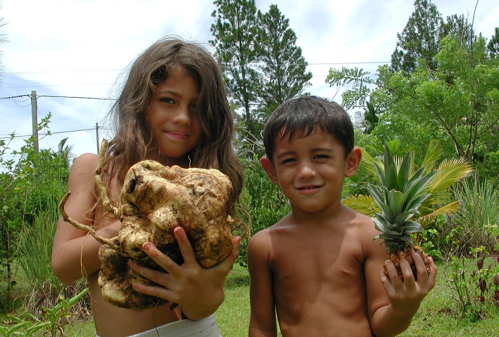 Wallis et Futuna, potato, 2003
